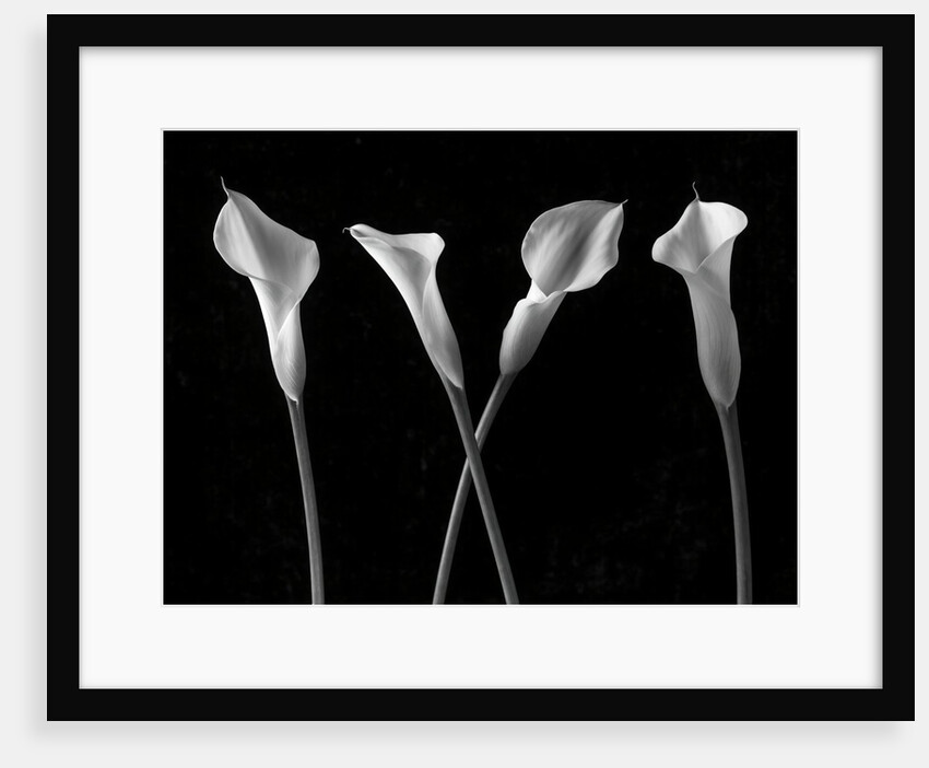 Calla lilies in a row by Assaf Frank